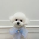 뽀송하개 애견미용 이미지