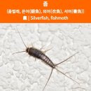 대구동구 아파트 좀벌레 퇴치하기~~~대구방역업체