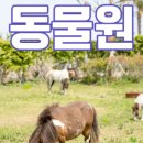 아일랜드플라워 이미지