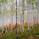 원대리 자작나무숲 이미지