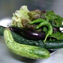 폭낭 올레집 이미지