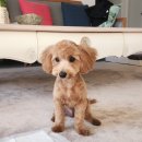 오댕펫살롱 이미지