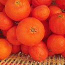 대운농장 이미지