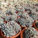 채원농원 이미지