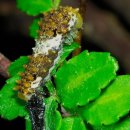 나비 한살이 이미지