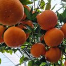 김복희농장 이미지