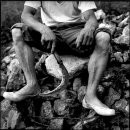 여행하는 나무 이미지