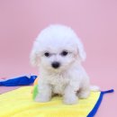 옥천만남 | 대전 동양 애견에서 운명적인 만남, 옥천 미니비숑 분양 후기!