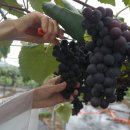 금강모치마을 이미지