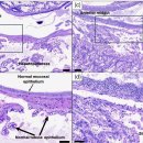 흰다리새우의 반투명후기유생병(translucent PL disease, TPD)의 Vibrio parahemolyticus인위감염 이미지