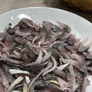 도천세꼬시 | 맛집 통영바다횟집 집 나간 며느리 컴백하는 전어구이 전어회 전어 철 지금입니다만?! 내돈내산 솔직후기