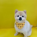 동글동글 애견미용실 이미지