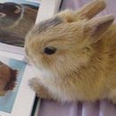 산토끼 이미지