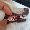 유동물의료센터 | 부산 강아지치석제거 강아지스켈링 부산 덕천 유동물의료센터 이용후기