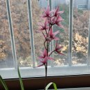 화유삼십일홍(花有三十日紅) 이미지