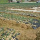 중앙정미소 이미지