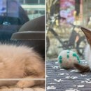 도그마루 강아지 고양이 부산점 이미지