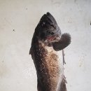 화성락실내바다낚시터 이미지