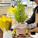 천덕산로 | 용인 남사 화훼단지 에르베플라워 봄맞이 대형화분 분갈이 후기 주차, 배송 정보