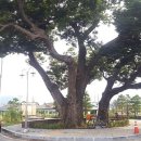 용장리 느티나무 이미지