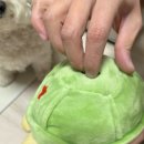 멍멍로그 네이버블로그