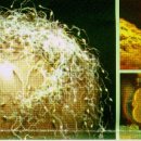 정 수정소 이미지