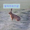 숲속의로즈샵 | 부산 소품샵 추천 숲속의로즈샵 빈티지 소품의 매력 집약