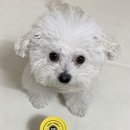 영지메디컬 이미지