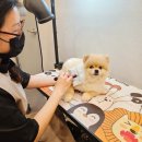 하나펫살롱 이미지