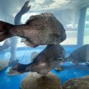 올레요 회센터 이미지