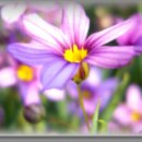 업동이네 이미지