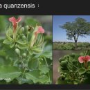 전통 의학에 사용되는 케냐 토착 식물 5종의 항산화 및 항균 특성 탐구 2025 네이처 이미지