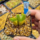 광원농장 이미지