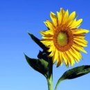 해바라기 이미지