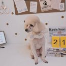 알콩달콩 애견미용실 이미지