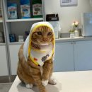 (주)넷리얼 | 1월 넷다섯째 주: 떠꾹떡