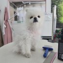 방긋웃개 이미지