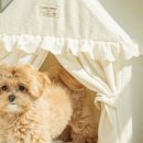 멍멍하우스 이미지