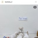 보니또따 이미지