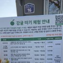 동산농장(1) | [체험후기]제주도 봉봉감귤체험농장_실내 하우스 감귤따기_후기