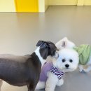 엉클독 애견유치원 이미지