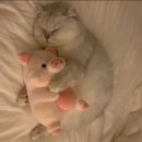 돼지꿈나라 이미지