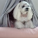 멋내는 애견 이미지