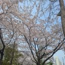 위굴리 | [공지] 벚꽃시즌 시흥지역 LH 행복카 위굴리 카 셰어링 서비스 이용후기