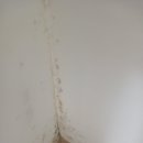 스카이빌 | 부산 김해 공군 관사 스카이빌 1단지 입주 이사 청소 후기(곰팡이와 전쟁)