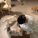 크로스핏레이크 | 수원 광교 데이트 놀거리 추천 미야오 고양이 카페 광교호수공원본점 주말 오픈런 후기