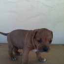 하룻강아지 이미지