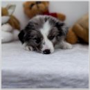 버디독 강아지분양 안심분양센터 김포점 이미지