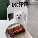 대전 갈마동 휘낭시에 맛집 또간집 반려동물 동반가능한 카페 인셉트 INCEPT