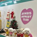 (주)산강아지 | 노령견 강아지 겨울니트 스웨터 추천 '올헝클 로고, 산타의 하트 스웨터'